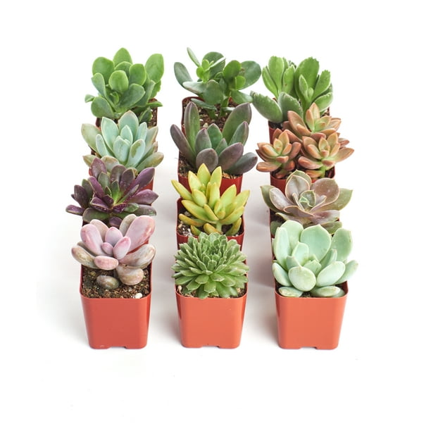 2 Inch Unique Succulent Collection (12 Pack)