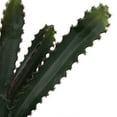 thumbnail image 3 of Vickerman Artificial 29" Green Cactus Plant., 3 of 7