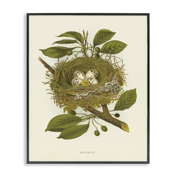 Stupell Industries Birdnest with Spotted Eggs Plants & Flowers Painting Black Framed Art Print Wall Art, 11 x 14