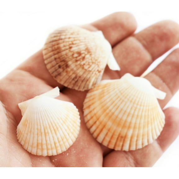25 Baby Deep Scallop Shells Seashells 1-2" Craft Beach Wedding Nautical Coastal Decor Hobby