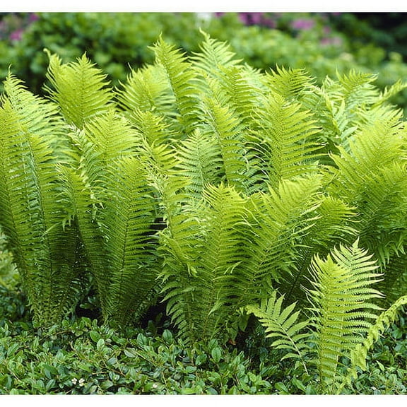Van Zyverden Woodland Plant Tennessee Ostrich Fern Green Set of 3 Plant Roots Green Full Shade Easy to Grow 1 lb