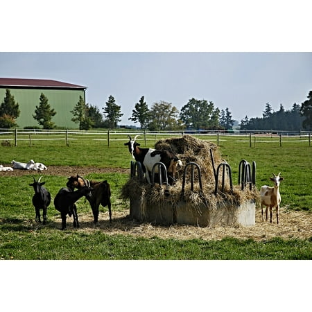 LAMINATED POSTER Animals Hay Goats Krmelec Fences Trees Economy Poster Print 24 x