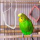 thumbnail image 5 of Correa ajustable de 3 metros para entrenamiento de aves, arnés de vuelo, cuerda elástica antimordeduras para actividades al aire libre con loros - Anilla de garra n.° 5 (color aleatorio), 5 of 6