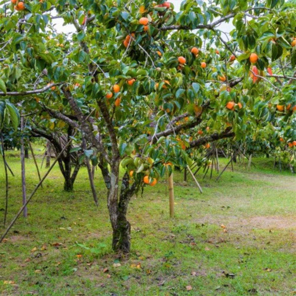 Expert Gardener 1-2' American Persimmon Live Trees with 1 gal. Grower Pot