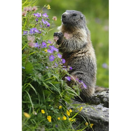- Alpine Marmot (Marmota Marmota) Standing on Hind Legs Feeding on Flowers, Hohe Tauern Np, Austria Print Wall Art By Lesniewski