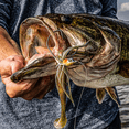 thumbnail image 3 of 6th Sense – Axle Swinging Swim Jig with Free-Swinging EWG Hook, Screw-Lock Design, 3 of 6