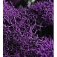 thumbnail image 3 of Super Moss 25124 Mousse de Renne Violette, 3 of 3