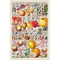thumbnail image 2 of Vision Studio  13x18 Black Ornate Wood Framed with Double Matting Museum Art Print Titled - Fruit Chart, 2 of 4