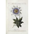 thumbnail image 2 of Parkinson, Thomas 13x18 White Modern Wood Framed Museum Art Print Titled - Passion Flower, 2 of 4