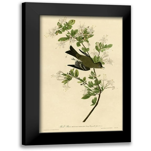 Vintage Apple Collection 10x14 Black Modern Framed Museum Art Print Titled - Wood Pewee