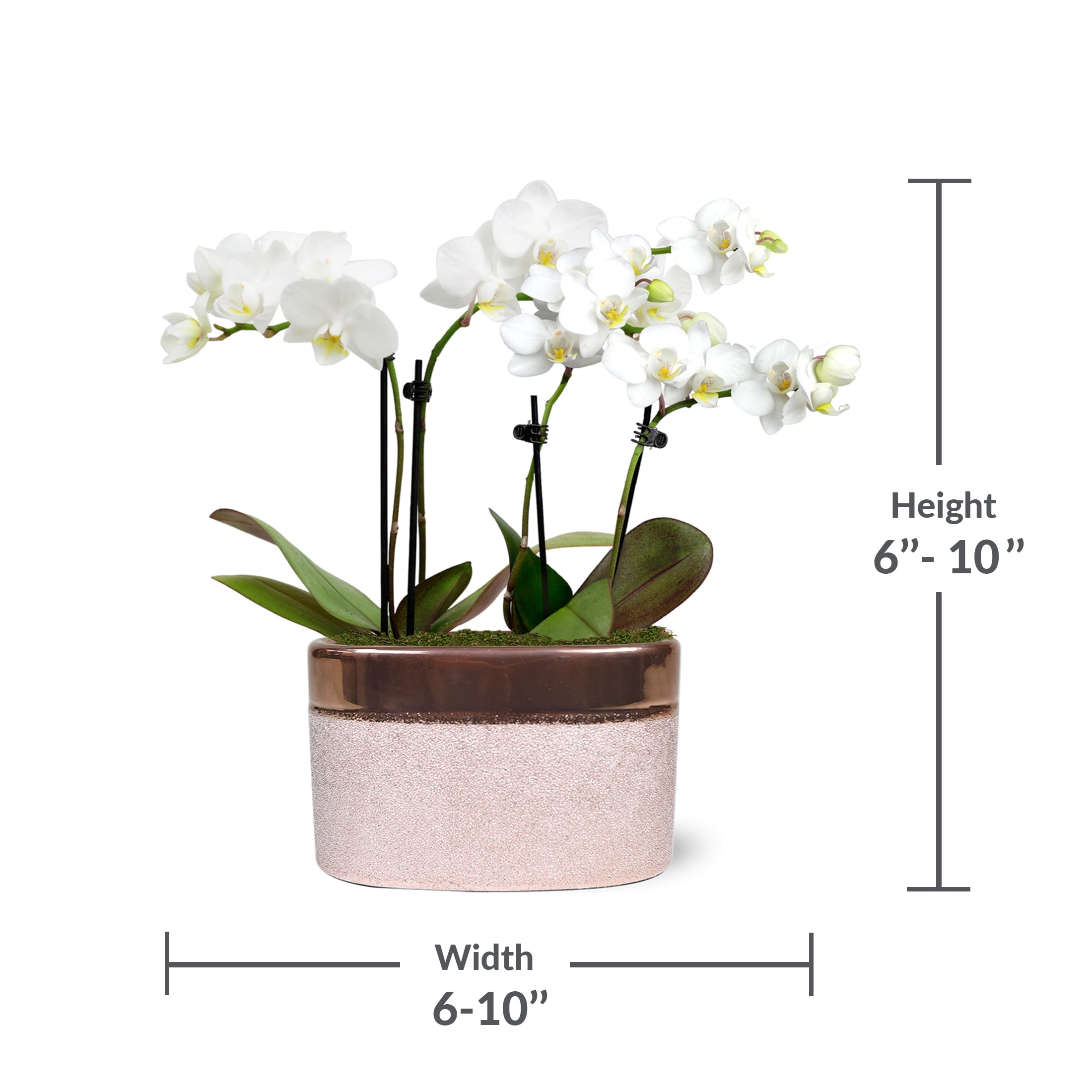 Just Add Ice 6-10" Mini White Orchid Live Plant in 4" Rose Gold Ceramic Pot, House Plant