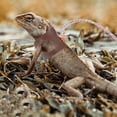 thumbnail image 3 of 1 Set of Lizard Leash Bearded Dragon Leash Reptile Outdoor Leash Small Pet Leash, 3 of 8