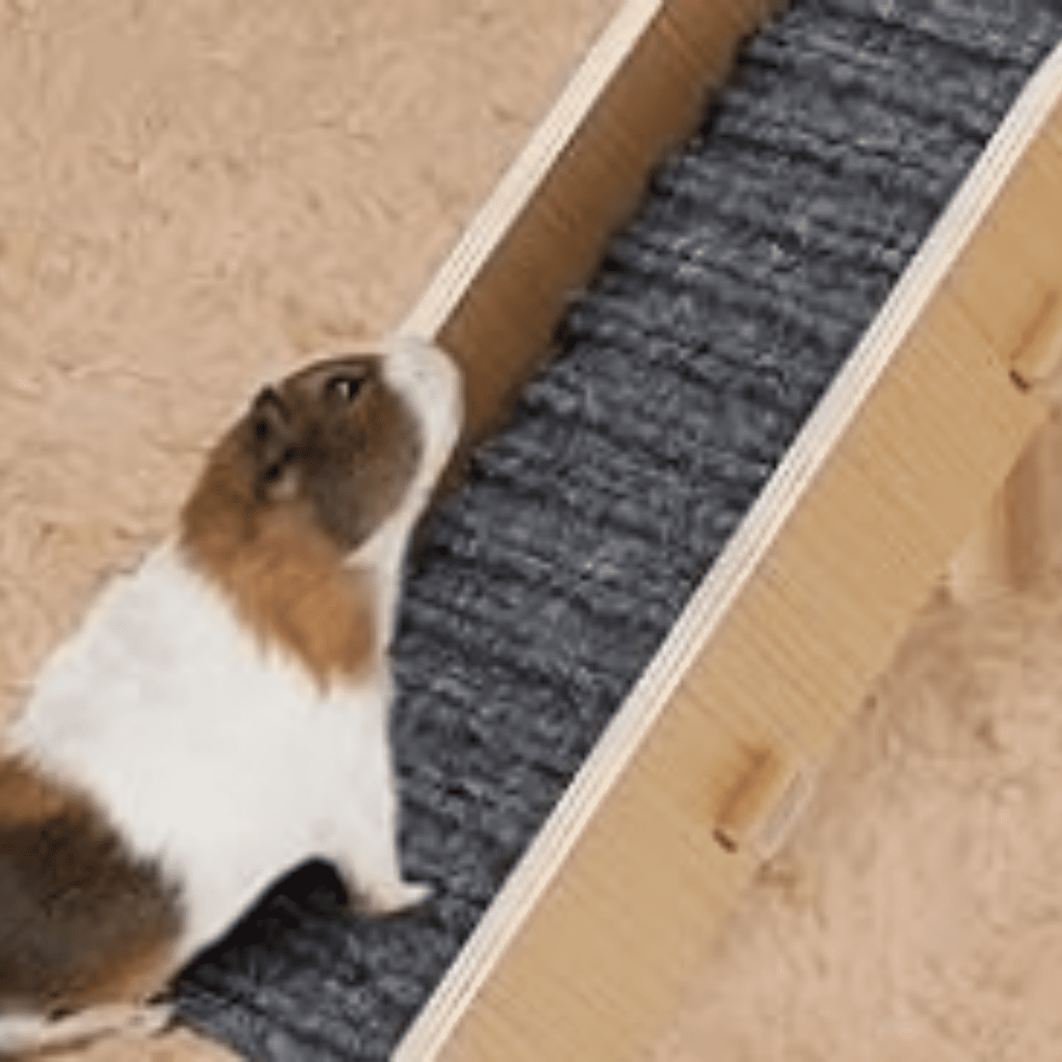 Guinea Pigs Hammock with Platform, Safe Wooden Guinea Pig Hideout with Stairs, Durable Small Pet Bed for Piggies Chinchilla Rat Hamster Bunny (Single Hammock)