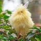 thumbnail image 3 of Juguetes de piscina, juguetes para bebés y niños pequeños: figuras de gallinas y gallos de peluche. Decoraciones ideales para supermercados, tiendas y festivales., 3 of 6