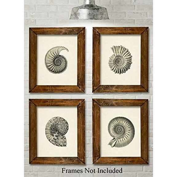 Nautilus Art Prints - Set of Four Photos (8x10) Unframed - Great for Beach House or Bathroom Decor