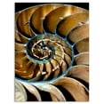 thumbnail image 2 of Brown Large Nautilus Shell - Abstract Canvas Art Print, 2 of 3