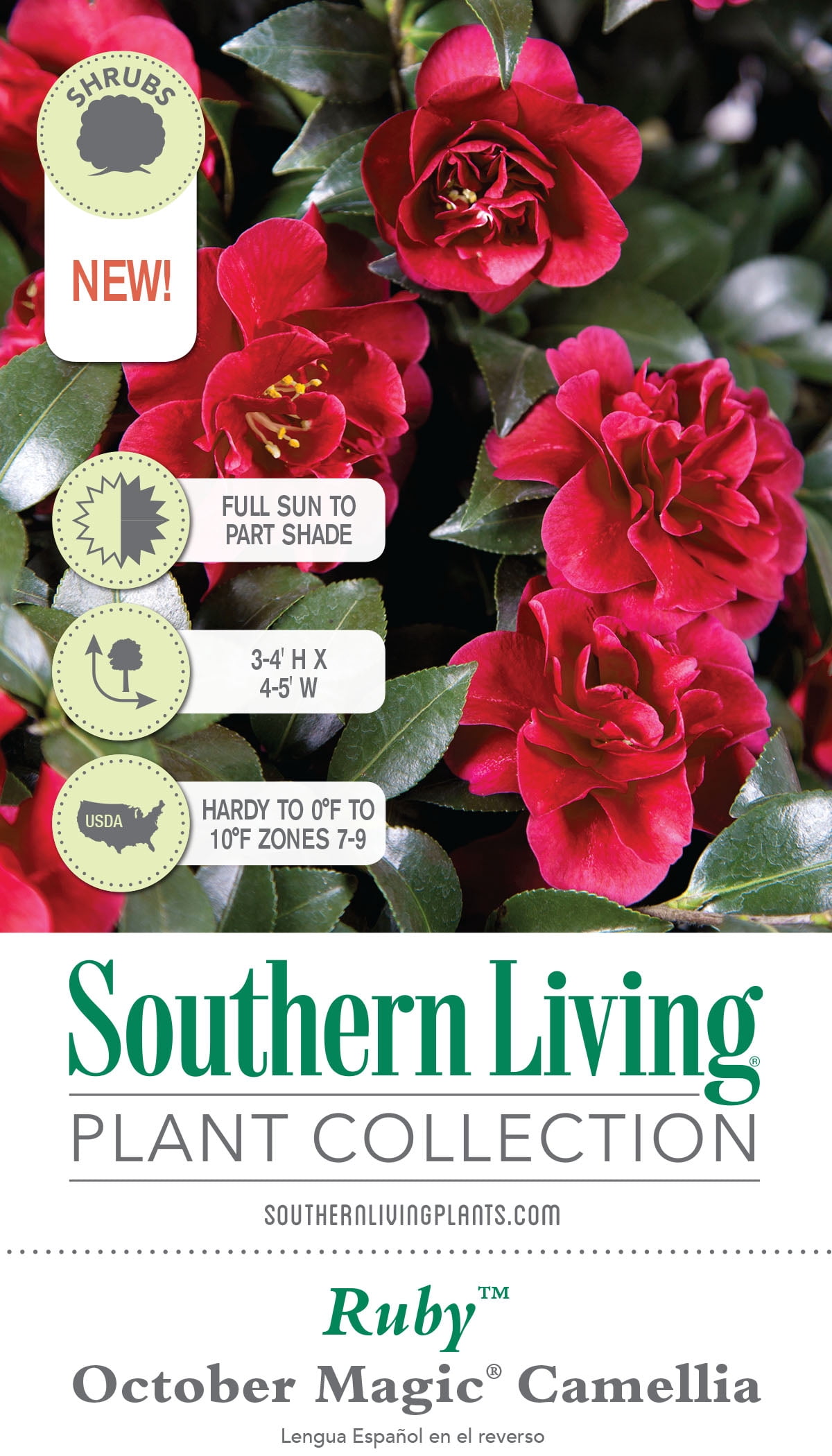 Southern Living October Magic Ruby Camellia Live Shrub in 2.5-Quart Grower Pot