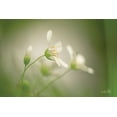 thumbnail image 2 of Podt, Martin 14x11 Black Ornate Wood Framed with Double Matting Museum Art Print Titled - Stellaria, 2 of 4