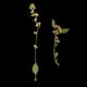 thumbnail image 3 of 20 piezas prensadas amarillas flores secas reales accesorios para joyas para bricolaje colgantes de collares fundición de resina adorno Macarena Flores secas prensadas naturales, 3 of 8