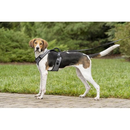 Dog harness for beagle top