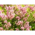thumbnail image 2 of Seedville 30 Pink Lilac Plant Seeds, Fragrant, 2 of 11