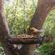 thumbnail image 3 of Wildlife Friend Hanging Bird Feeder - Feeding Bowl Outdoor Bird Feeder - Diameter: 18Cm - Metal Hanging Bird Feeder for Bird Food., 3 of 5