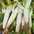 thumbnail image 2 of TomorrowSeeds - Stowell's Evergreen White Sweet Corn Seeds - 360+ Count - For 2026 Planting American, 2 of 11