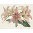 thumbnail image 2 of Ridgeway 24x19 White Modern Wood Framed Museum Art Print Titled - Amaryllis Varietals I, 2 of 4