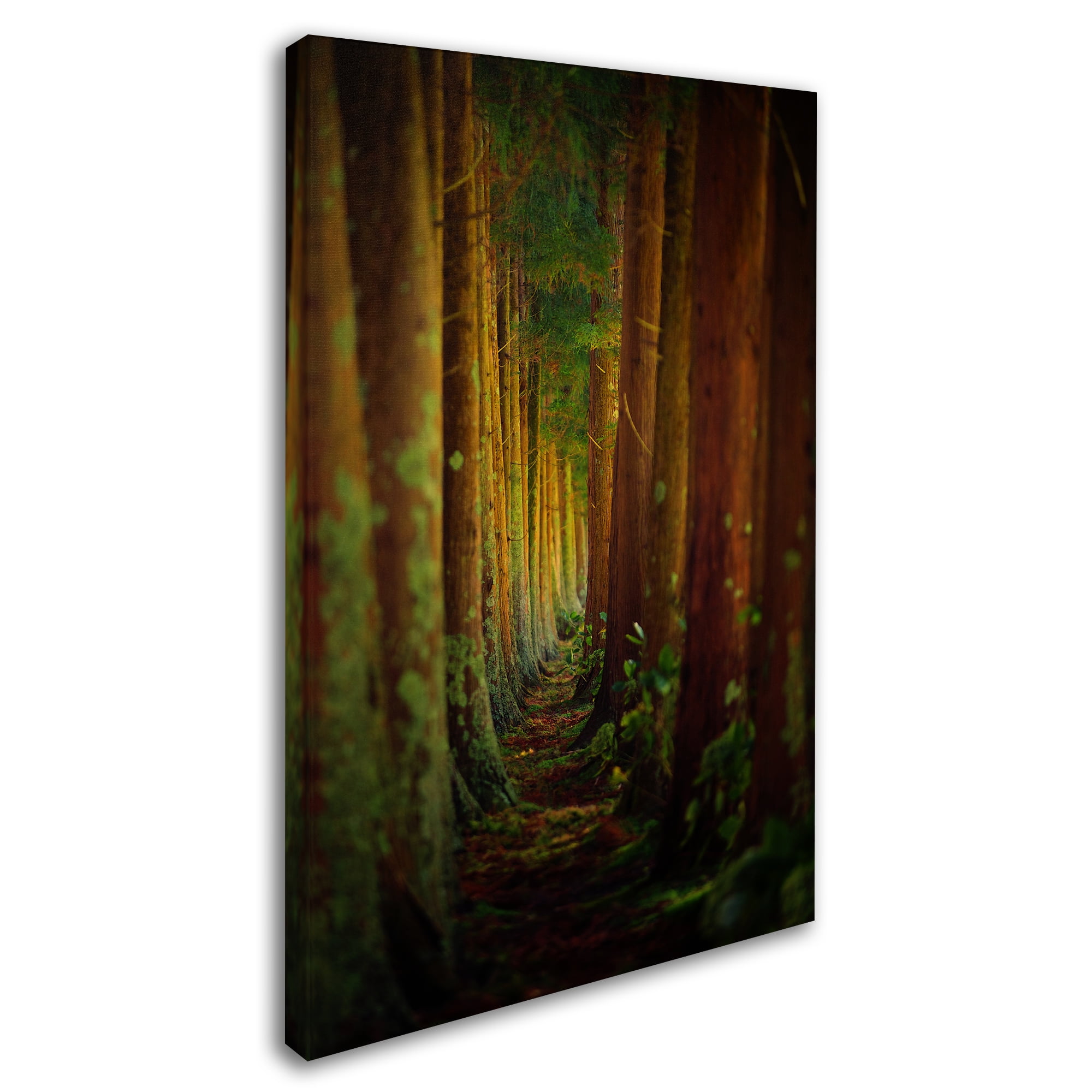 Rui Caria 'Forest' Canvas Art
