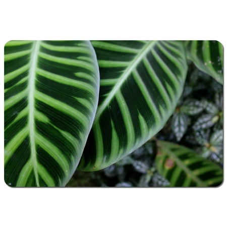 

Green leaves with white and yellow structure in exotic jungle setting (Placemat)