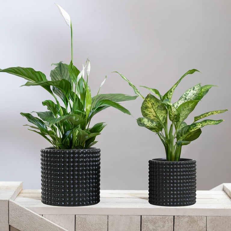 Olly & Rose Matt White Ceramic Plant Pots Garden Planters Set 3 with Saucers Indoor Outdoor Plant Pots Flower Pots Round (Matt White)