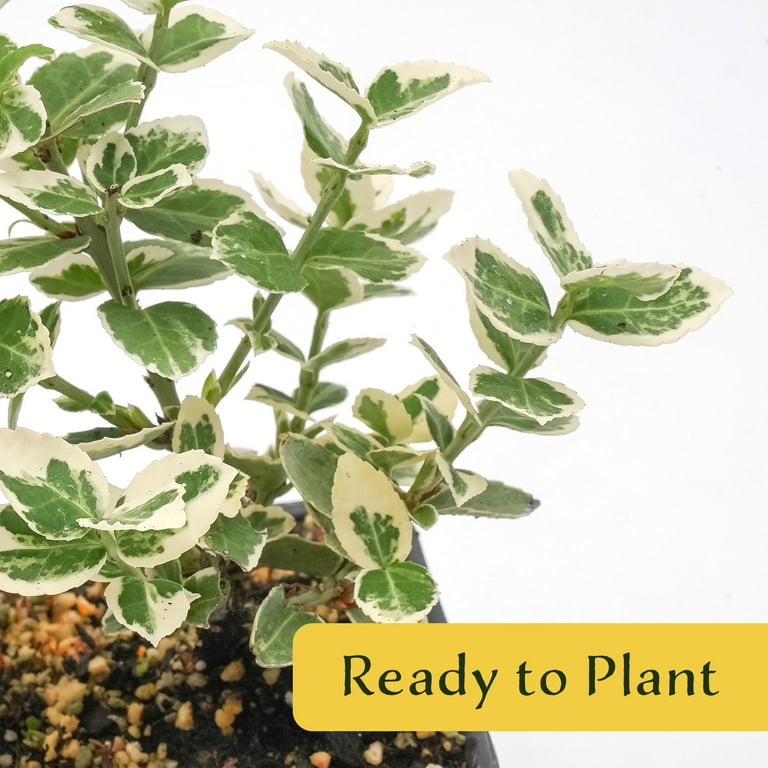 4 Emerald Gaiety Euonymus in 3.5" Nursery Cubes | Euonymus fortunei 'Emerald  Gaiety' | Live Plants | Variegated Evergreen Shrub for Borders, Groundcover  & Containers - Walmart.com
