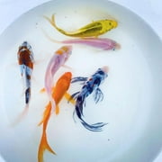 Butterfly Fin Koi by Toledo Goldfish