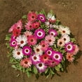 thumbnail image 4 of Ice Plant Livingstone Daisy Drought Tolerant Ice Plant Ground Cover Plant Seed - 10000 Seeds, 4 of 4