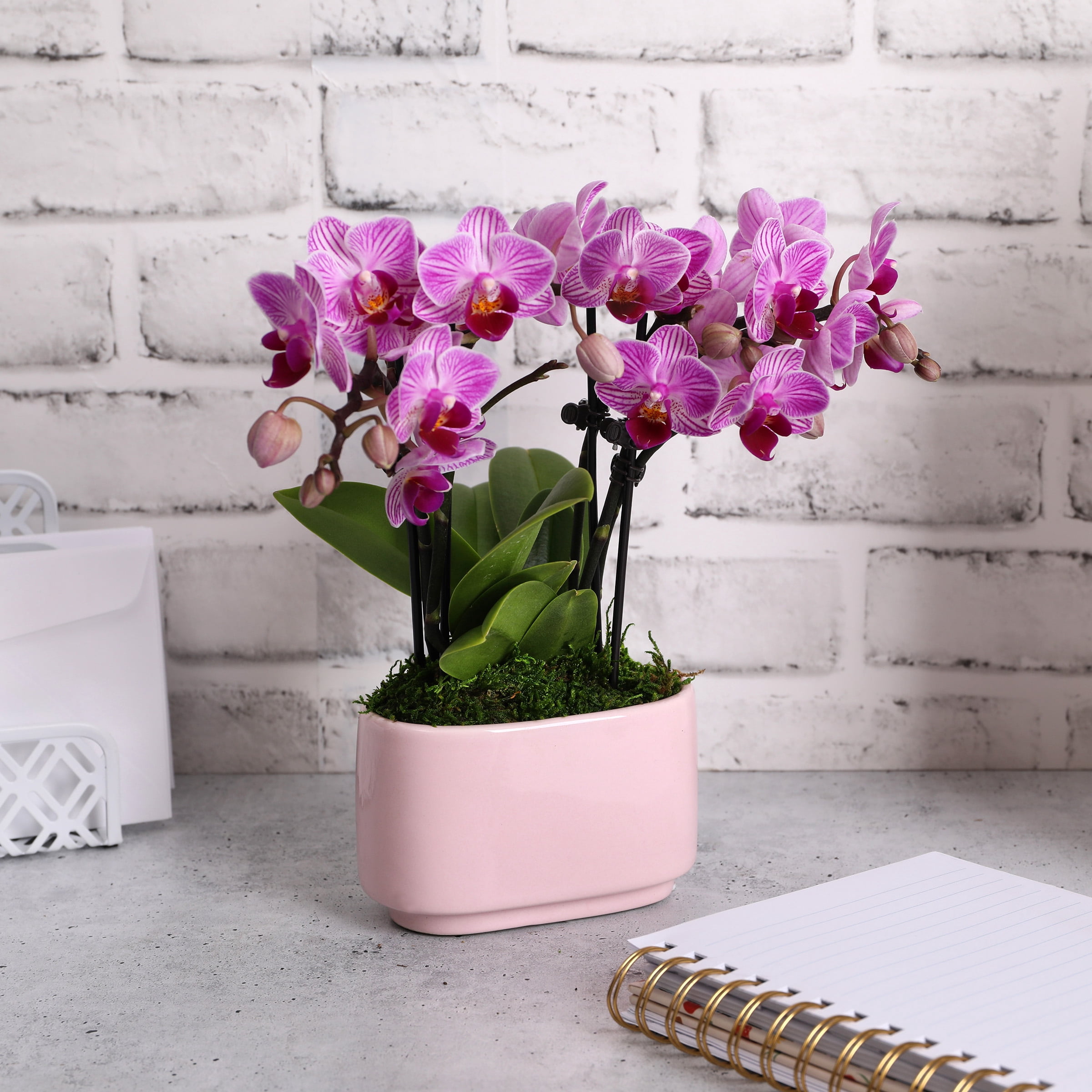 Just Add Ice 4" Light Pink Orchid in Pink Ceramic
