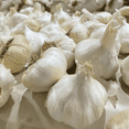 thumbnail image 4 of California White Softneck Garlic Bulbs, 0.5 Pound, Garden-Ready Cloves for Planting Indoors or Outdoors, 4 of 5