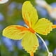 thumbnail image 4 of CaiYueKe Solar Butterfly Garden Lights Outdoor Waterproof Solar Powered Stake Lights with Realistic Butterfly Decorations for Yard Lawn Patio Pathway Landscape Decorative Lighting Solar Stake Lights, 4 of 7
