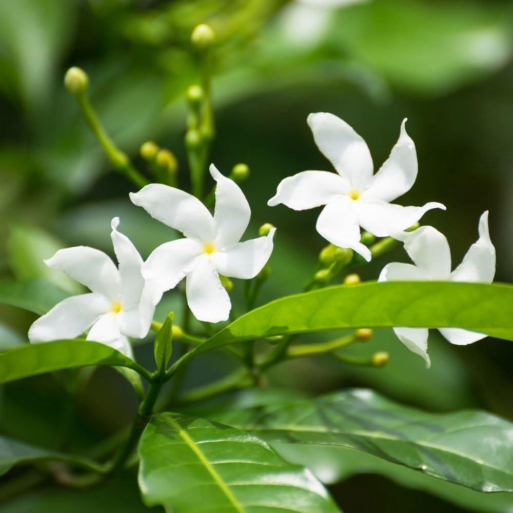Star Jasmine&ndash;Staked&ndash;Fragrant Evergreen Vine  5 Gallon