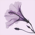 thumbnail image 3 of Koetsier, Albert 12x12 Black Modern Framed Museum Art Print Titled - Lavender Passion Hibiscus, 3 of 5