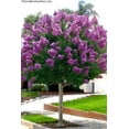 thumbnail image 6 of Crape Myrtle Twilight  10 Live Plants  Deep Purple Blooms, Premium Live Plant, Ornamental Garden Centerpiece for Stunning Seasonal Displays, 6 of 9
