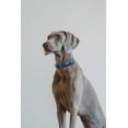 thumbnail image 3 of ROTTERDAM BONES Leather Dog Collar Single- Row Bones, 3 of 4