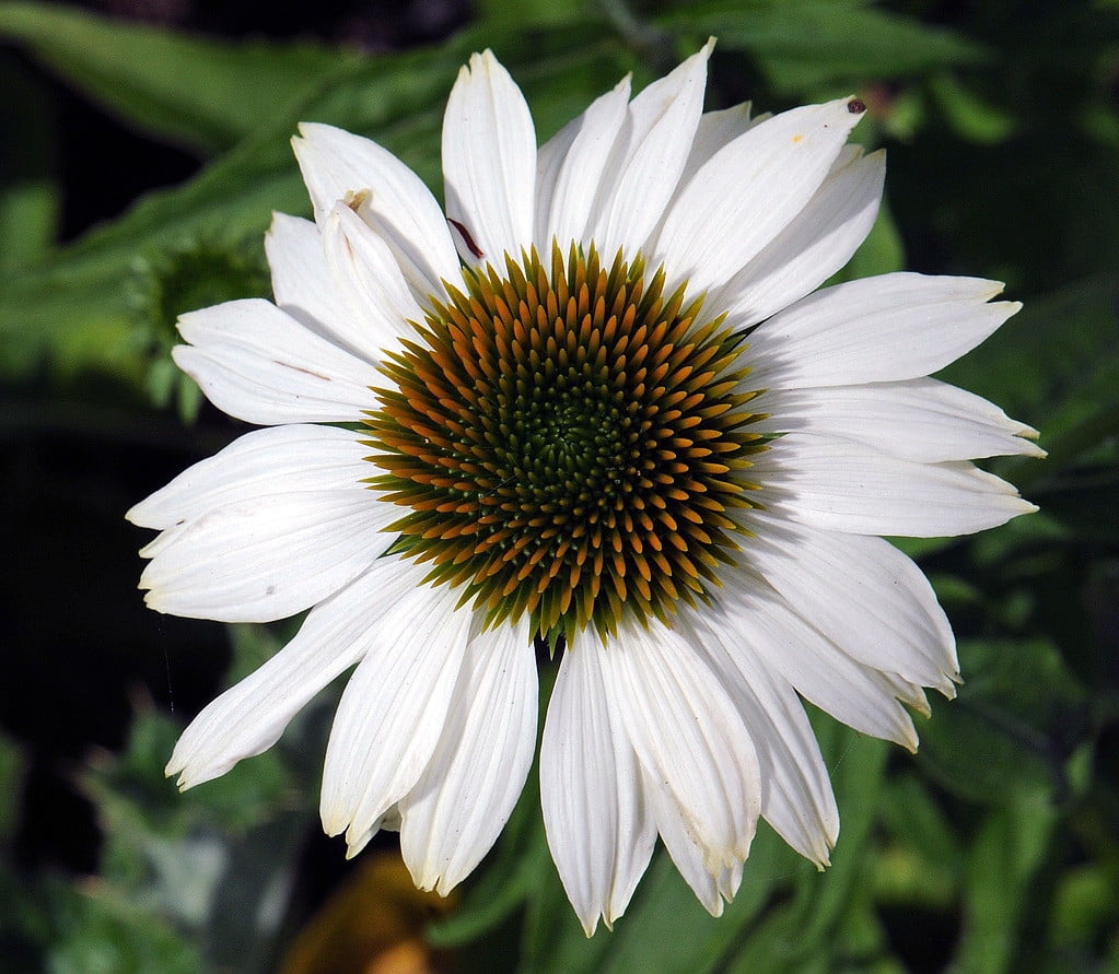 Pow Wow White Coneflower Echinacea Gallon Pot