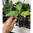 thumbnail image 3 of Cuban Red Banana - Live Plant, 3 of 5