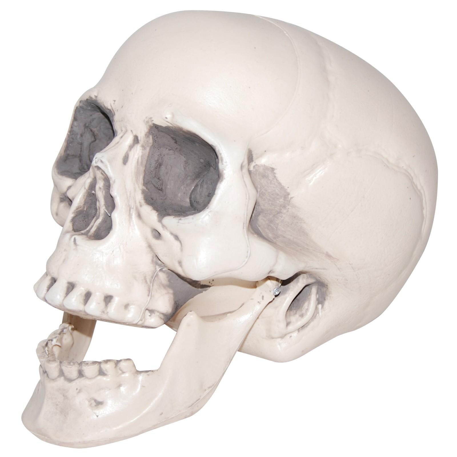 omzeilen Bezit Lenen Realistic Plastic Skull - Walmart.com
