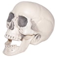 thumbnail image 2 of Realistic Plastic Skull, 2 of 2