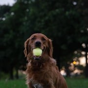 Harry Barker Durable All-Natural Rubber Balls for Dogs, 2.5 Glow Balls, Yellow, 2 Pack Set