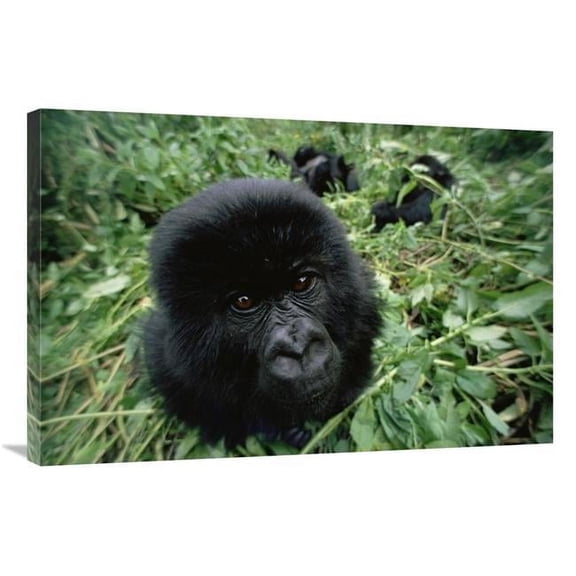 Global Gallery GCS-452982-2436-142 24 x 36 in. Mountain Gorilla Baby Portrait, VIrunga Mountains, Rwanda Art Print - Gerry Ellis