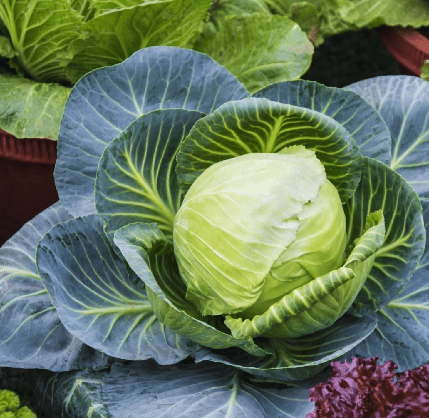 Cabbage Plant Live for Planting, 4 Inch Pot, Cold Harrdy Cabbage Vegetable Plant for Indoor Outdoor Garden