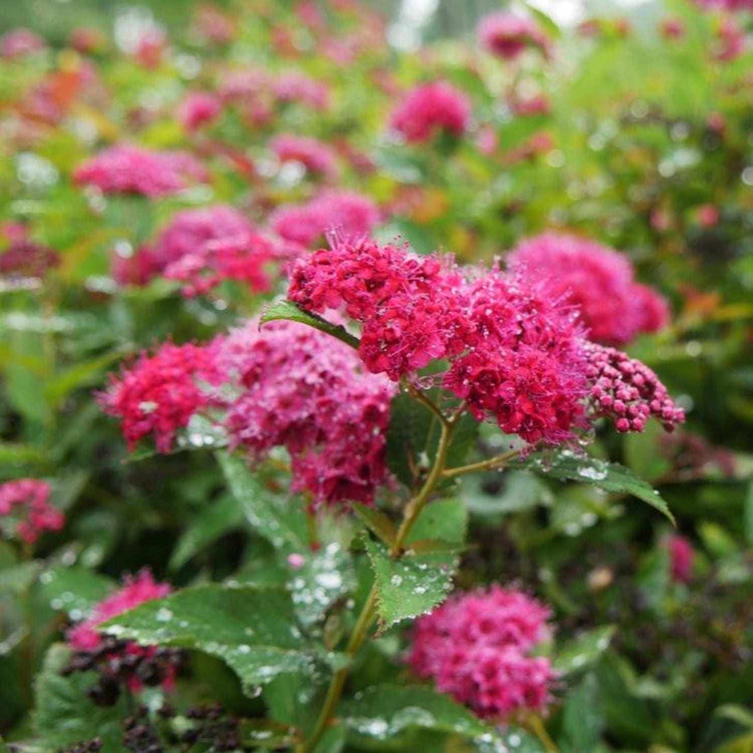 Proven Winners ColorChoice 5" Red Double Play Doozie Spirea Live Plant in 4.5" Pot (4 Count)