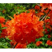( 1 ) - Mandarin Lights Orange Deciduous Azalea - Starter Plant ( 7L ) ( 1 live plant )
